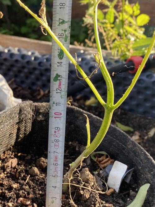 Royal Bluematic Outdoor Germany. Week 5