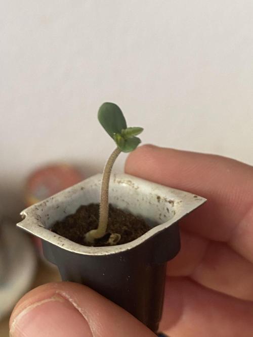 Watermelon Cola Community Grow. Week 0