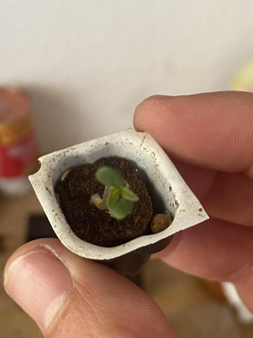 Watermelon Cola Community Grow. Week 0