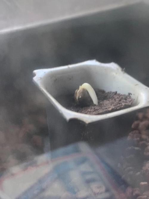 Watermelon Cola Community Grow