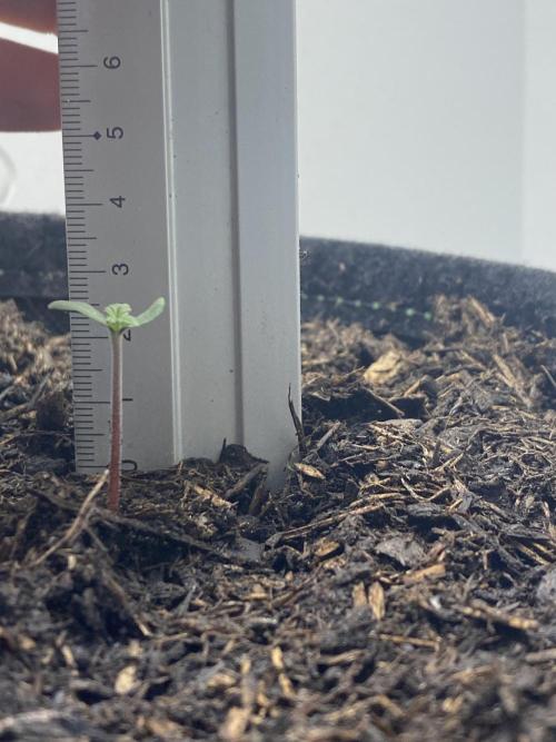 Watermelon Cola Community Grow. Week 1