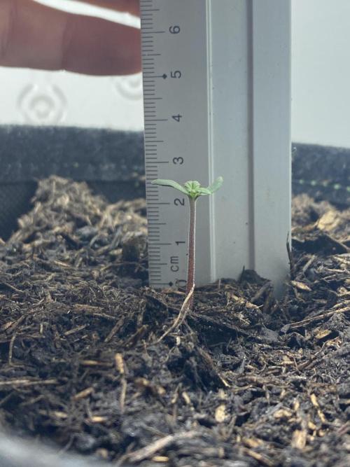 Watermelon Cola Community Grow. Week 1