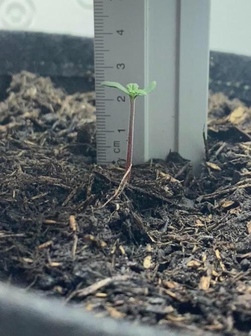 Watermelon Cola Community Grow