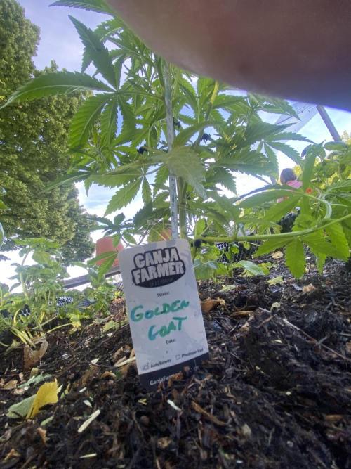 Golden Goat Outdoor. Week 9