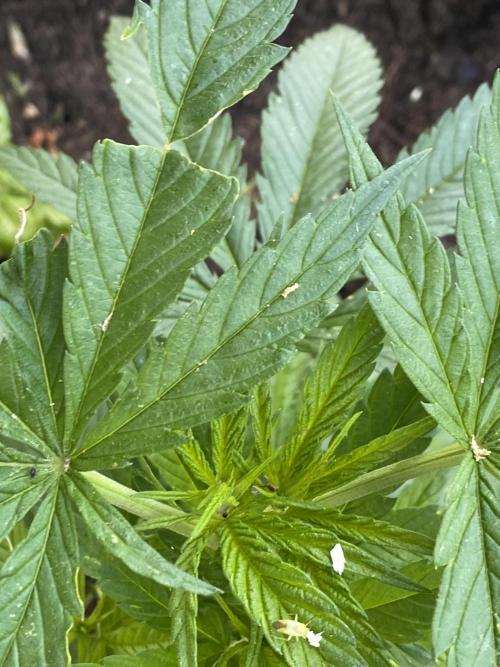 Golden Goat Outdoor. Week 9