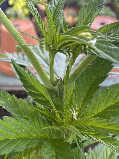 Golden Goat Outdoor. Week 9