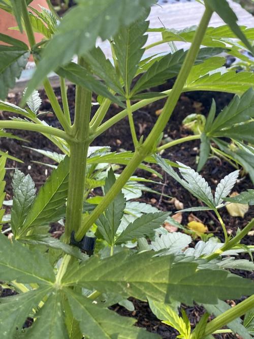 Golden Goat Outdoor. Week 9