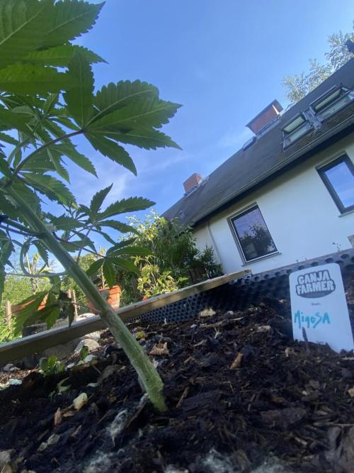 Mimosa Outdoor. Week 9