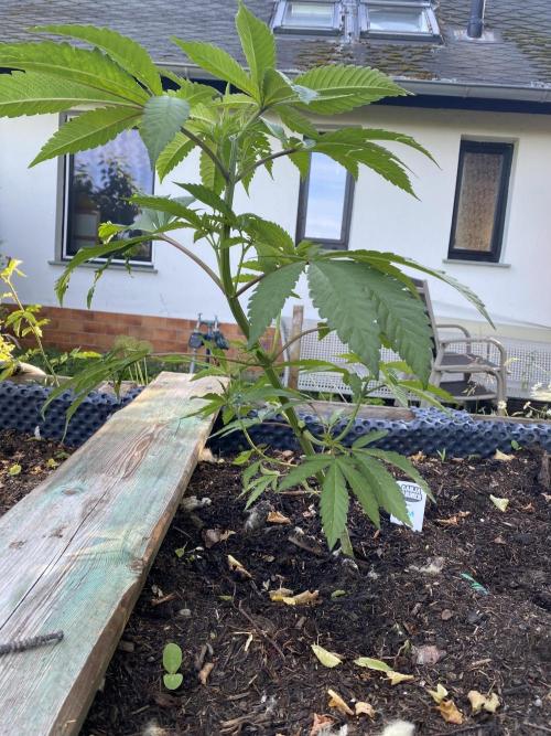 Mimosa Outdoor. Week 9