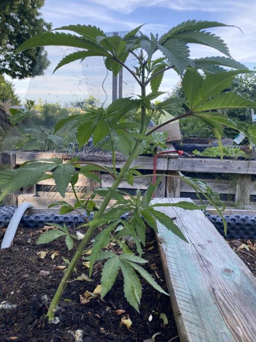 Mimosa Outdoor. Week 9