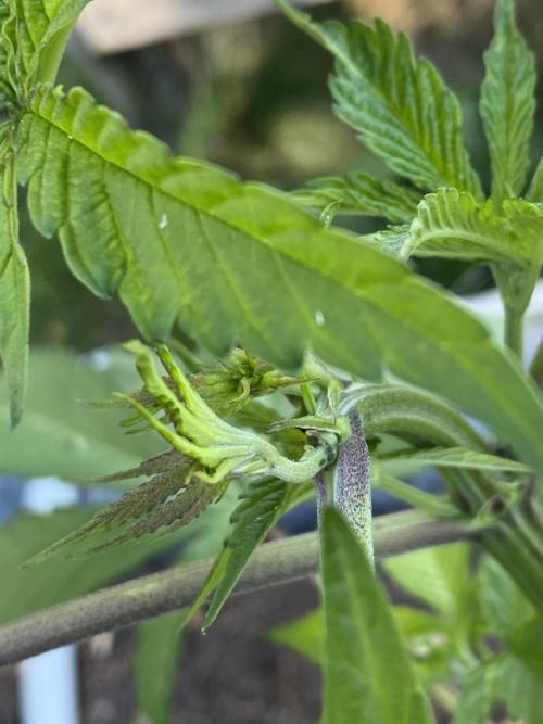 Mimosa Outdoor. Week 9