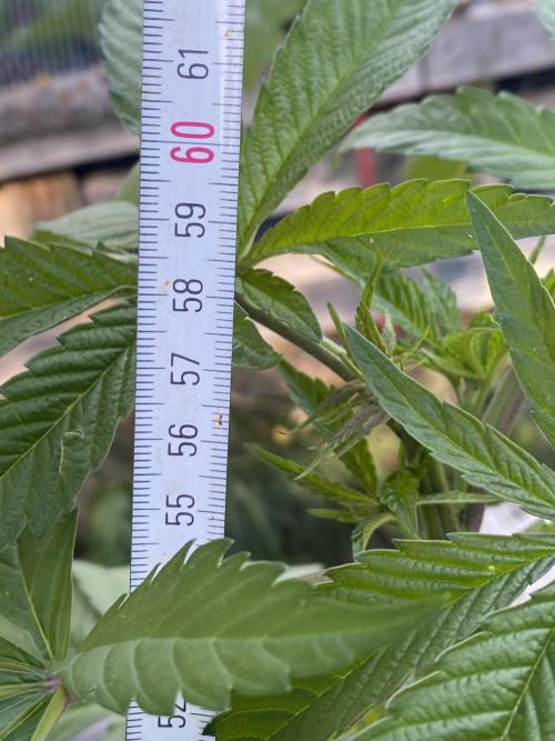 Mimosa Outdoor. Week 9
