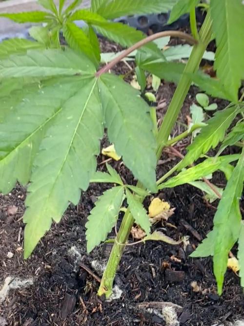 Mimosa Outdoor