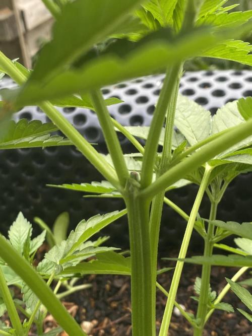 Blue Gelato 41 Outdoor Germany. Week 6
