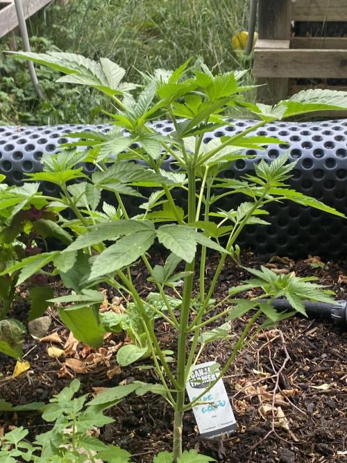 Blue Gelato 41 Outdoor Germany. Week 6