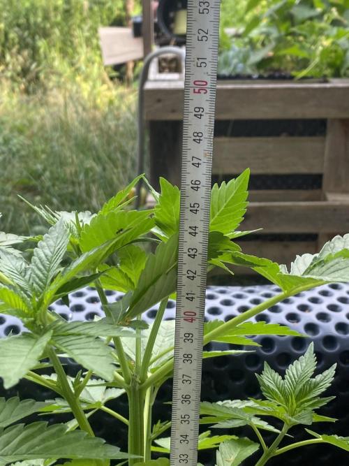 Blue Gelato 41 Outdoor Germany. Week 6