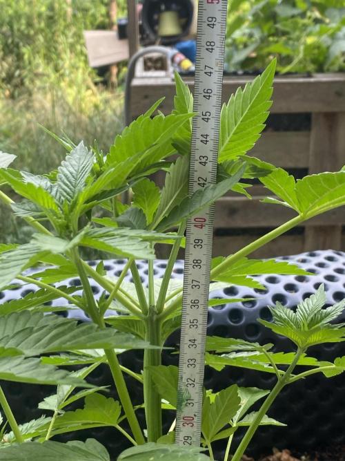 Blue Gelato 41 Outdoor Germany. Week 6
