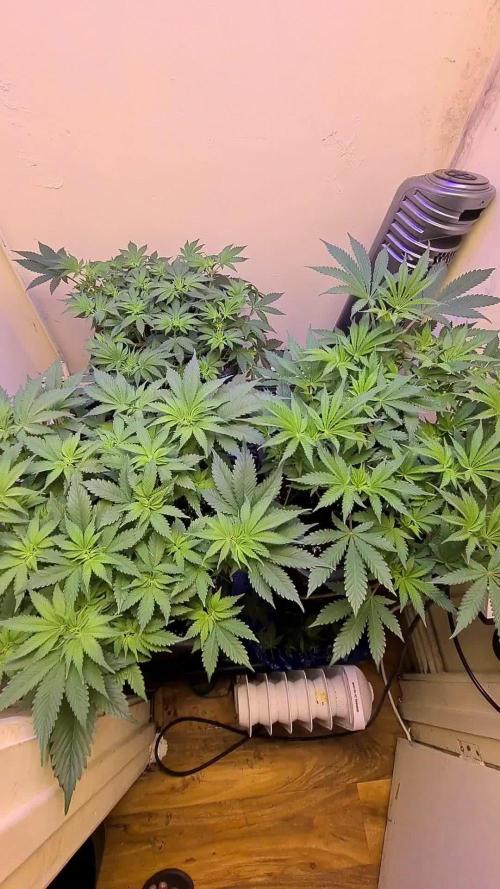 Purple lemonade ff 💜