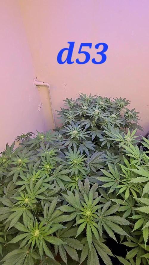 Purple lemonade ff 💜