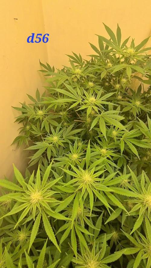 Purple lemonade ff 💜