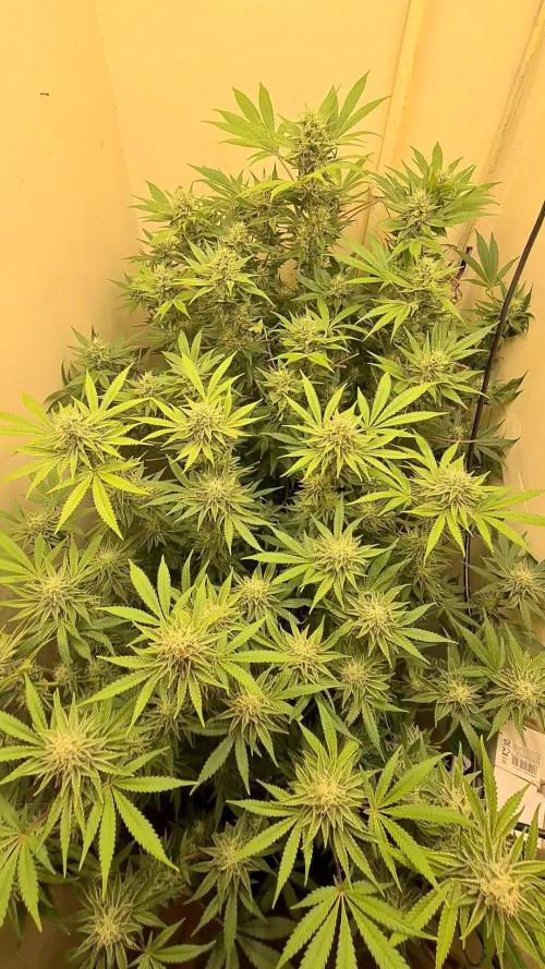 Purple lemonade ff 💜