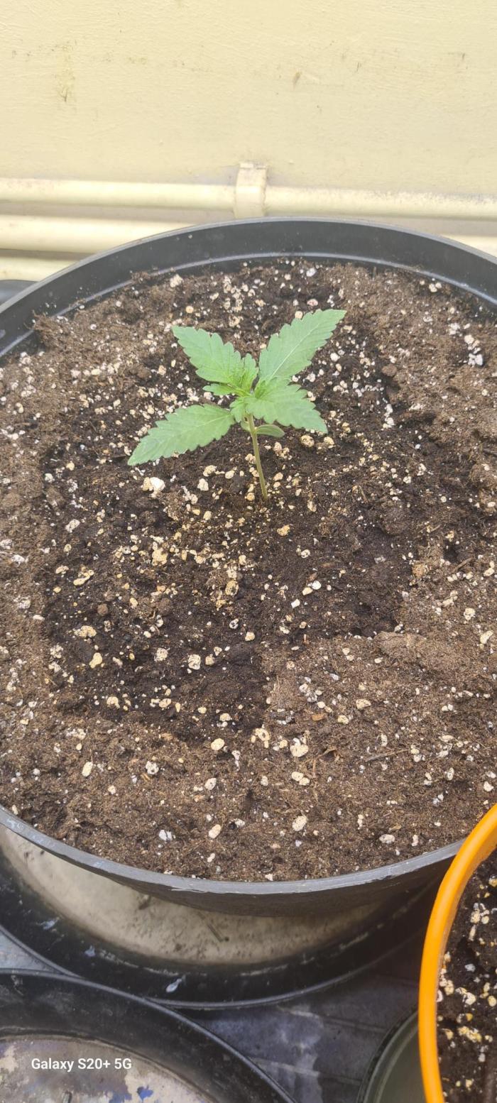 Cherry cola fastbud. Week 1 - Day 7 end week 1 