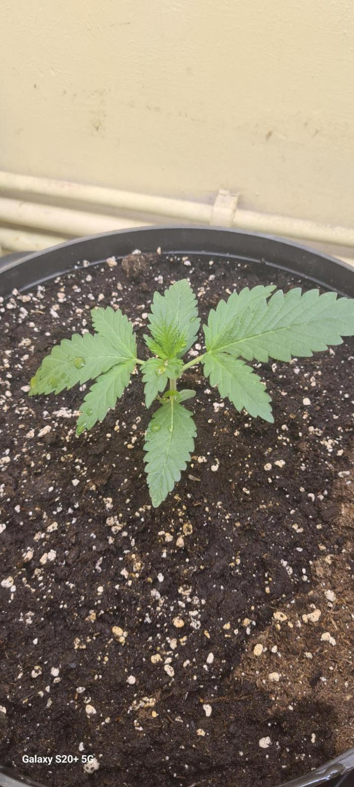 Cherry cola fastbud. Week 2 - Day 10