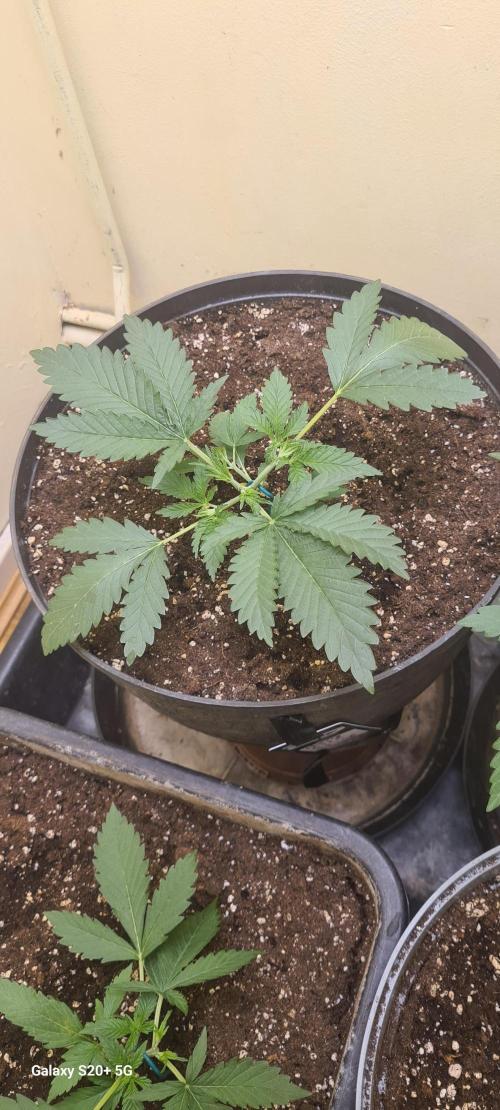 Cherry cola fastbud. Week 2 - Day 14 