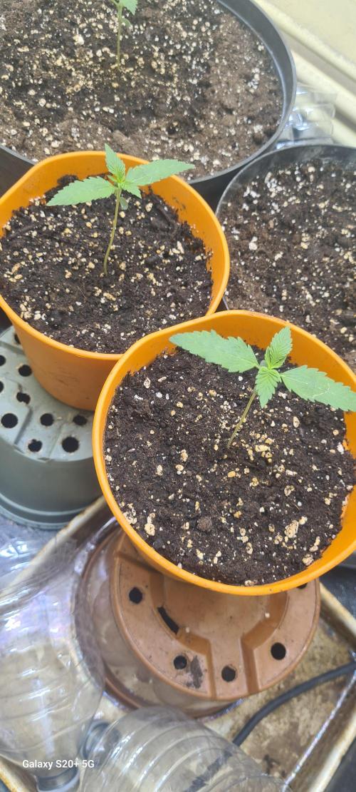 Purple lemonade. Week 1