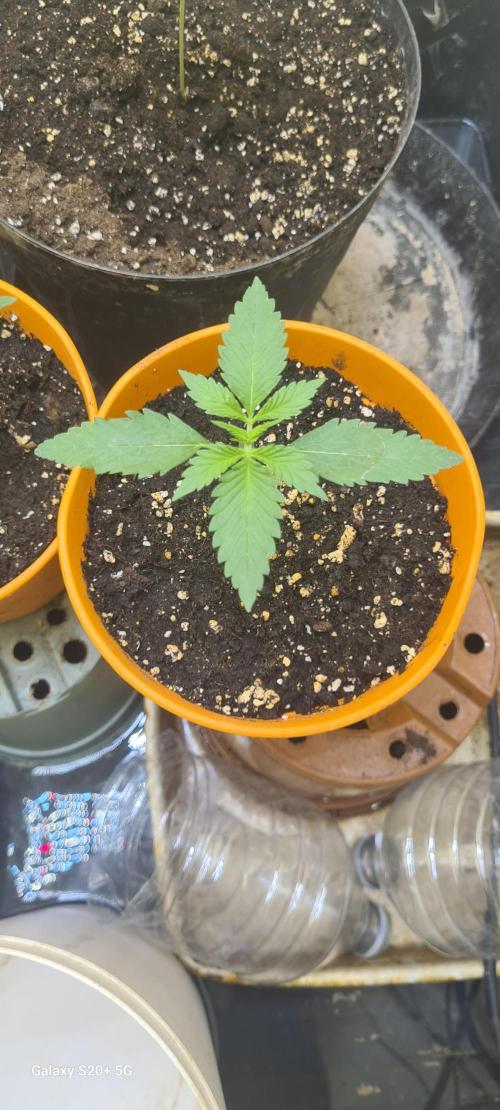 Purple lemonade. Week 2