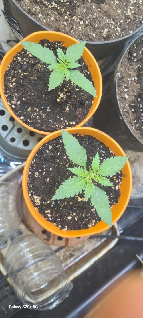 Purple lemonade. Week 2