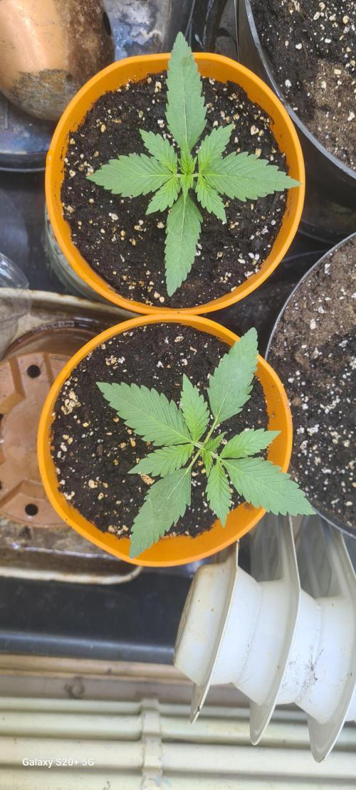 Purple lemonade. Week 2