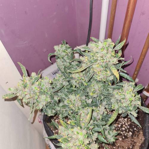 Auto Ultimate. Week 12