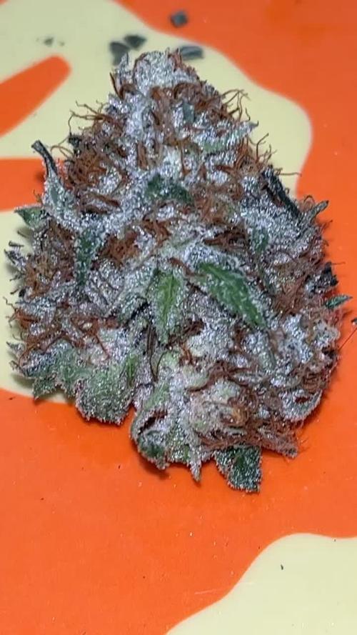 3 strains Photoperiod