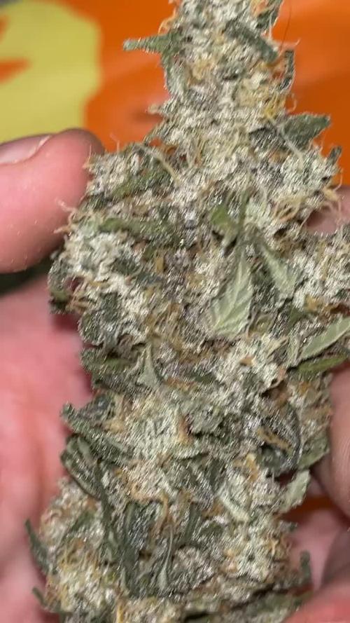 3 strains Photoperiod