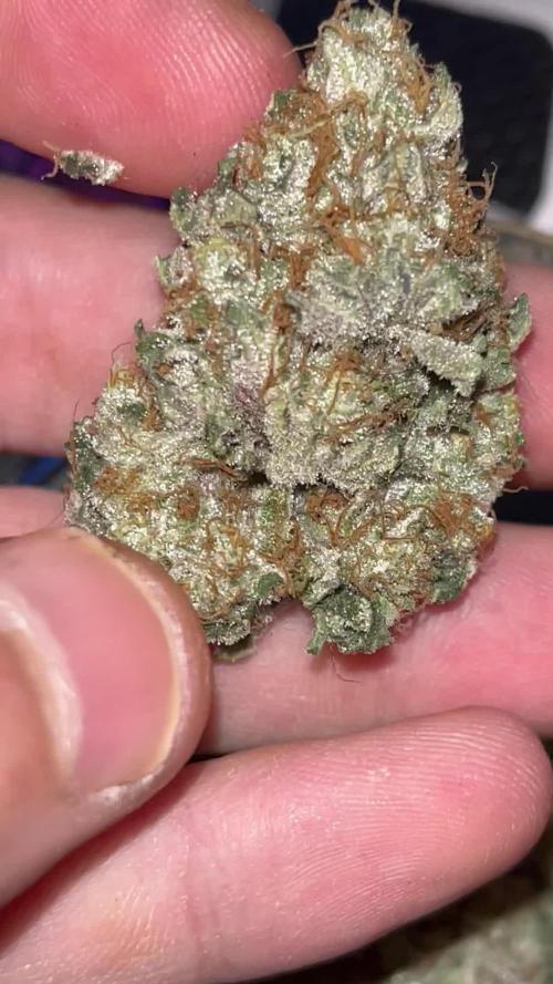 3 strains Photoperiod