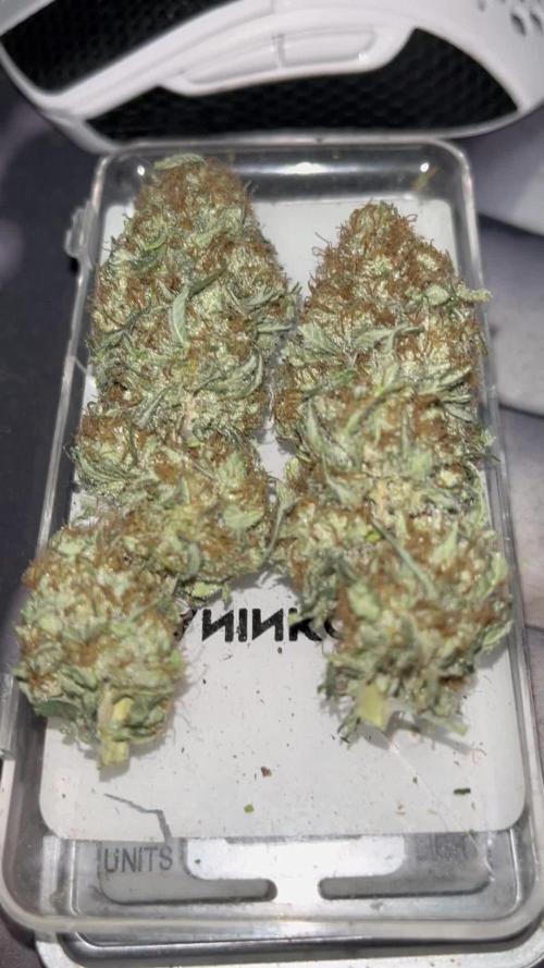 3 strains Photoperiod