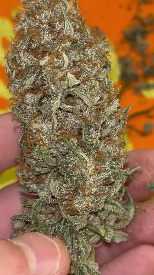 3 strains Photoperiod