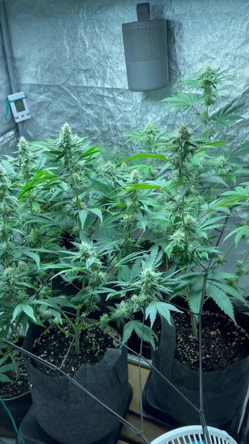 Pure instinto and cookies seed bank