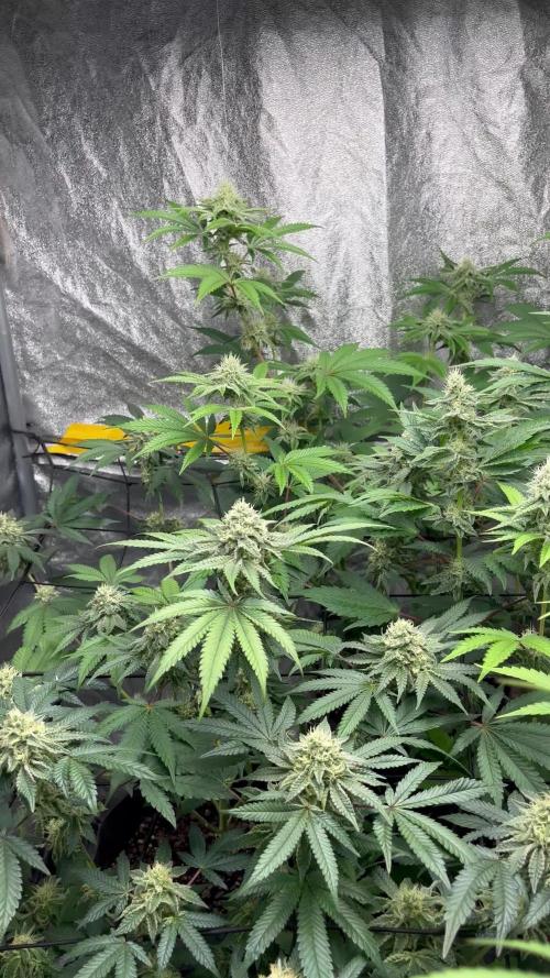 Pure instinto and cookies seed bank