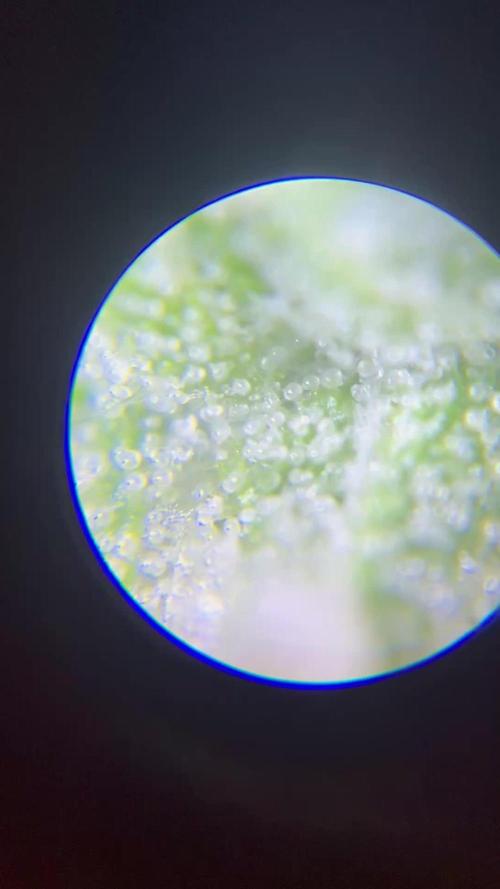 first time in coco grow