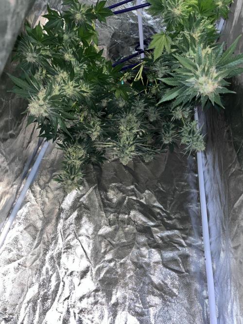 first time in coco grow. Week 12 - Planet purple drying