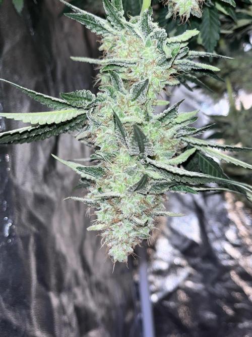 first time in coco grow. Week 12 - Planet purple