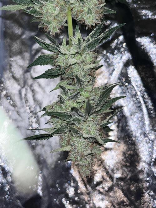 first time in coco grow. Week 12 - Planet purple