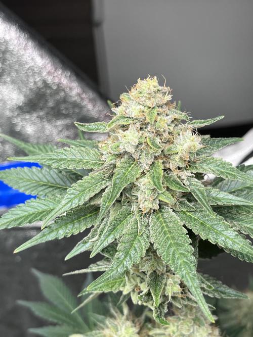 first time in coco grow. Week 12 - Planet purple