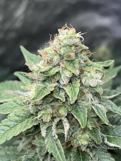 first time in coco grow. Week 12 - Planet purple