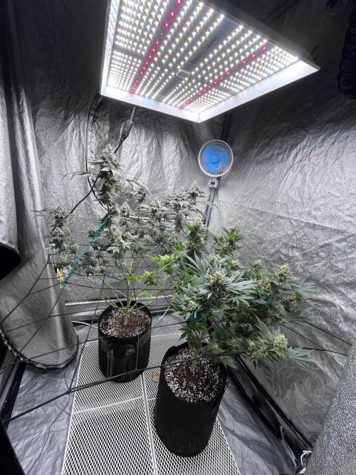 first time in coco grow. Week 12