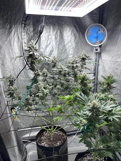 first time in coco grow. Week 12