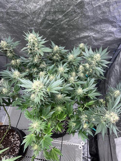 first time in coco grow. Week 12 - Pure glitter