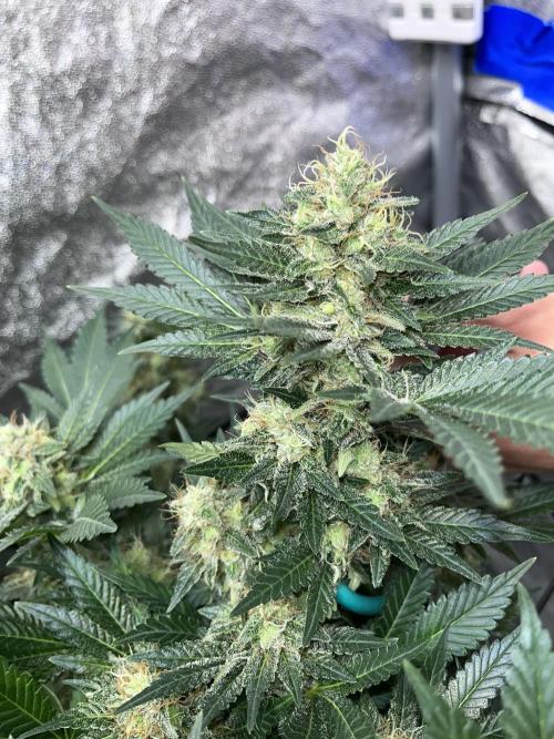 first time in coco grow. Week 12 - Pure glitter